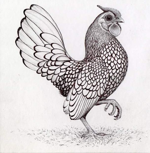 received_986004668271225 - Sebright argintiu 2019