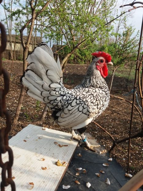  - Sebright argintiu 2019