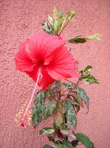  - HIBISCUSI - 2019_2021-2022-2023