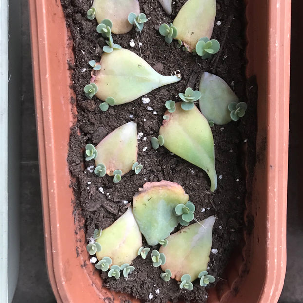  - Plante de interior 2019