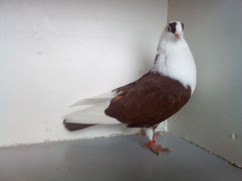  - jucatori de galati pe ros