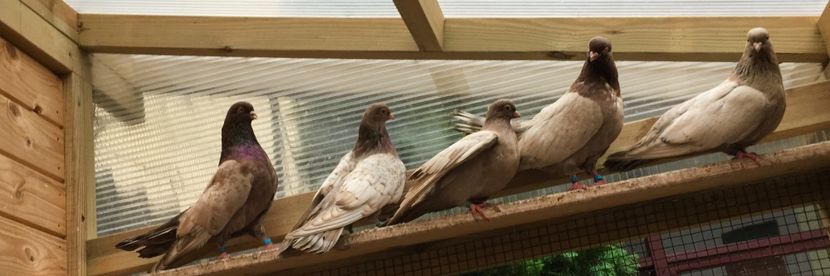 1C3F7C0F-0B28-4827-ADFA-23522CAD5E25 - -Orbeteni Opal