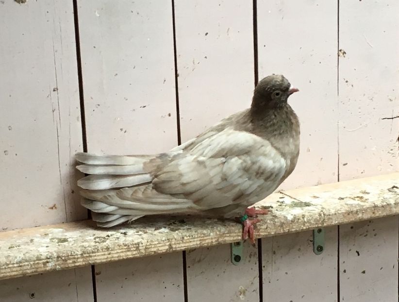 F540F6B8-3B9E-4104-81C8-3F6FF453F1F4 - -Orbeteni Opal