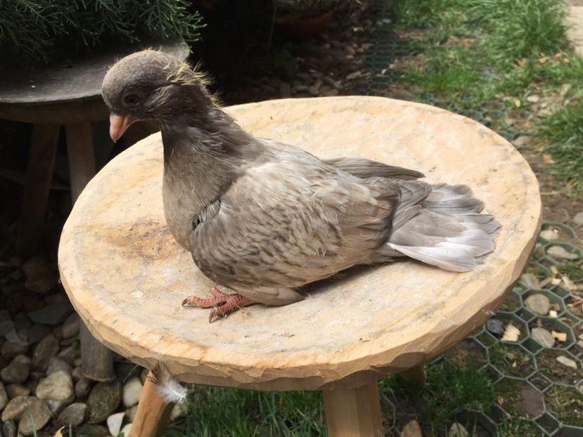 22EB937C-EC95-4E74-96DA-66E0226B293F - -Orbeteni Opal