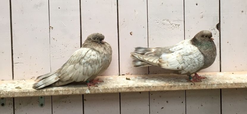 E57912E6-6C10-4674-BD7A-1C477C3367E3 - -Orbeteni Opal