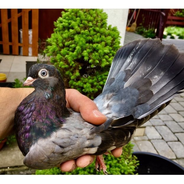 638BED77-396D-46B5-8697-BABE21DBF218 - Tineret Panduri 2019