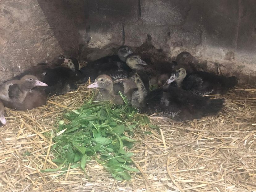  - Bomboane asortate 2019