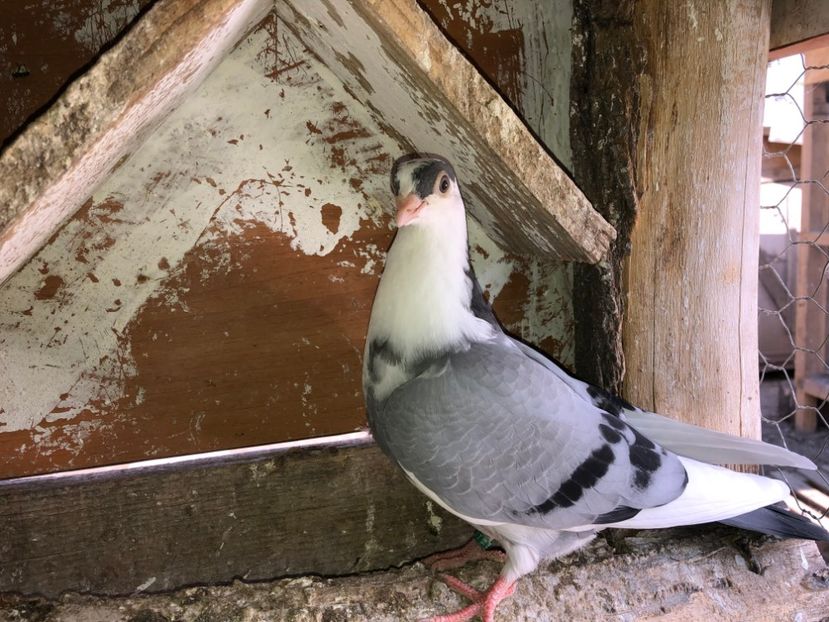 6856  femelă 2019 - Plecați ALBUM 2