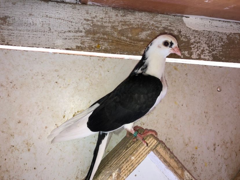 6817  femelă 2019 - Plecați ALBUM 2