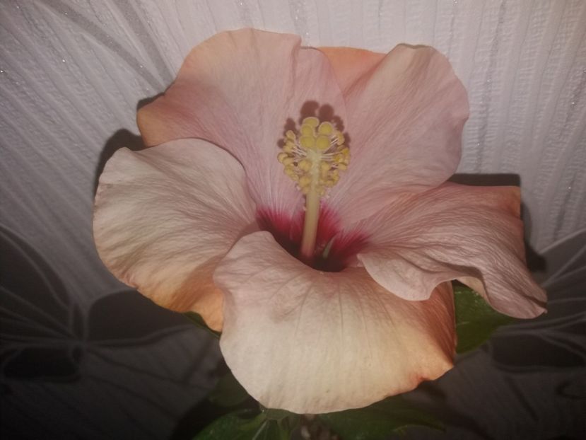  - Florile mele aprilie 2019