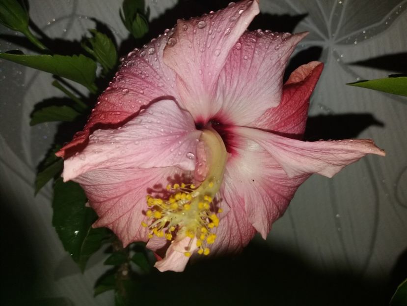  - Florile mele aprilie 2019