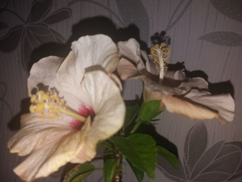  - Florile mele aprilie 2019