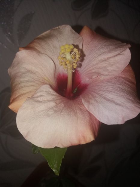  - Florile mele aprilie 2019