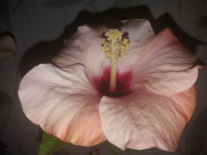  - Florile mele aprilie 2019