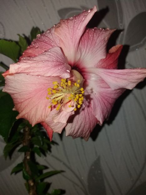  - Florile mele aprilie 2019