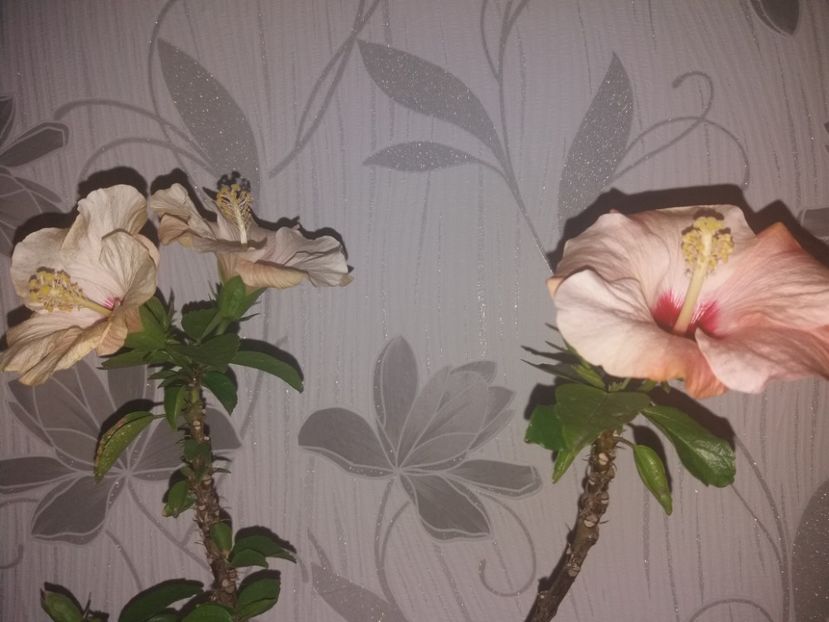  - Florile mele aprilie 2019