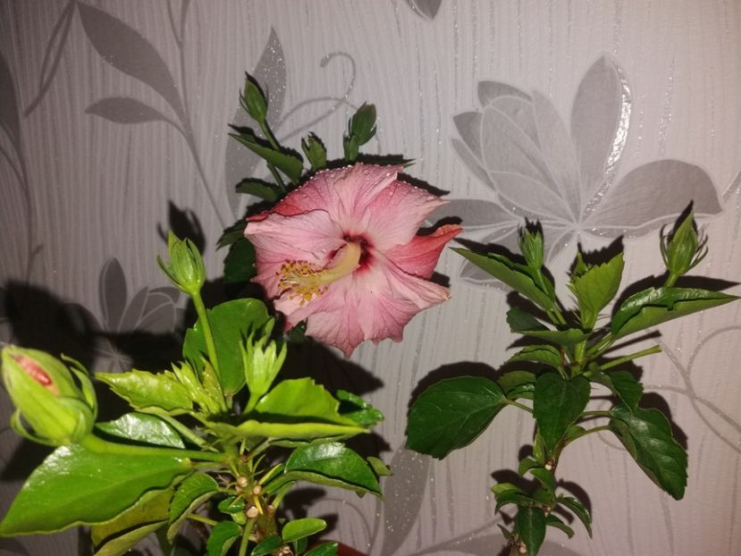  - Florile mele aprilie 2019