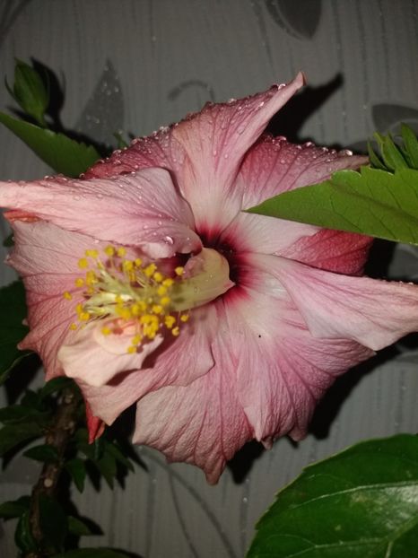  - Florile mele aprilie 2019