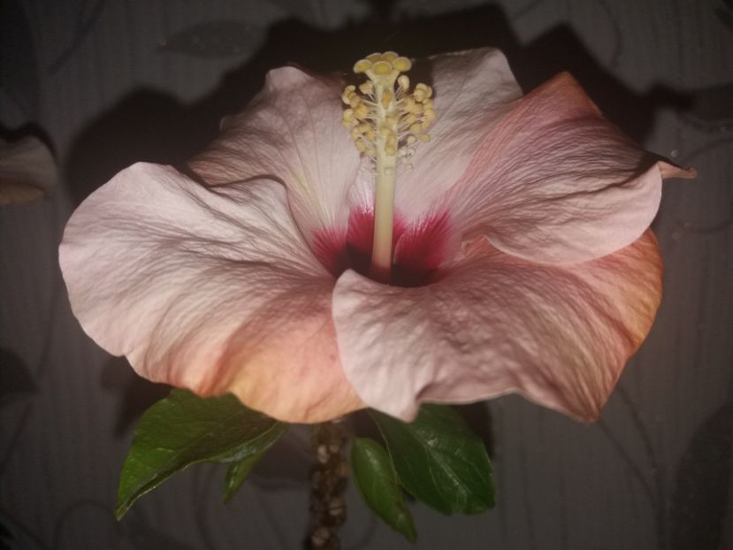  - Florile mele aprilie 2019