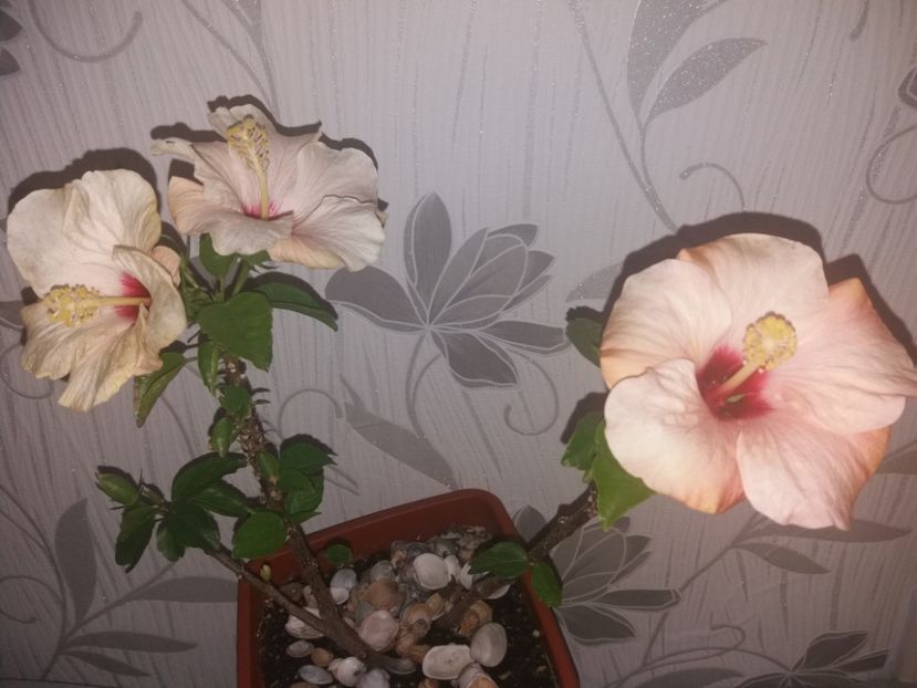  - Florile mele aprilie 2019