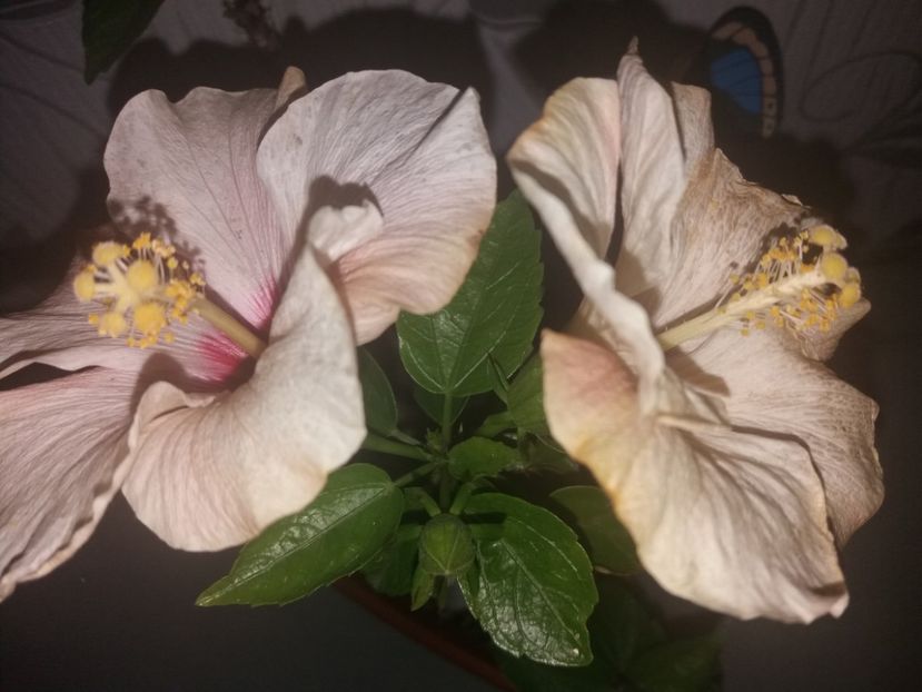  - Florile mele aprilie 2019