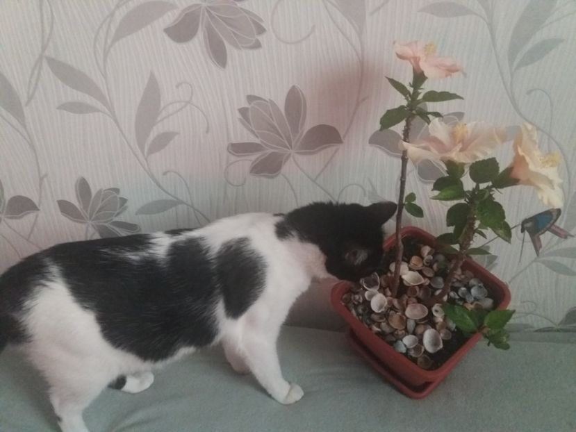  - Florile mele aprilie 2019