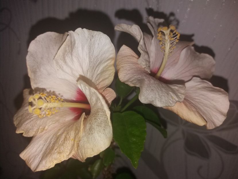  - Florile mele aprilie 2019