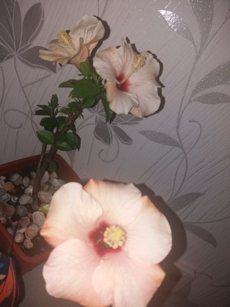  - Florile mele aprilie 2019