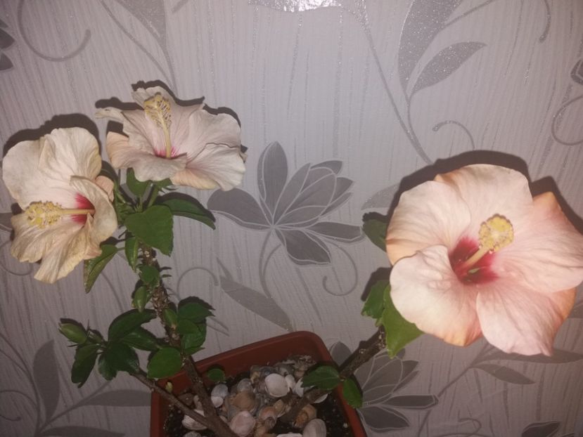  - Florile mele aprilie 2019