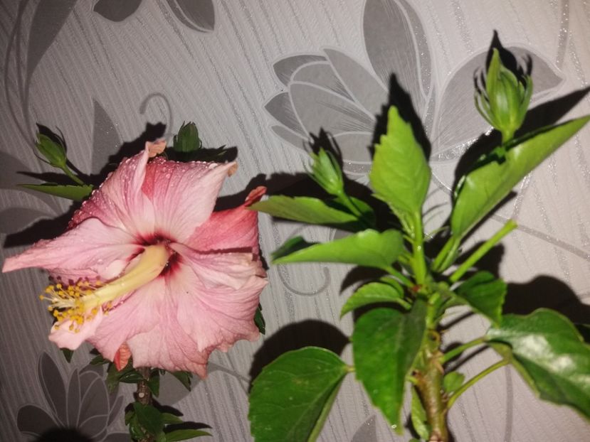  - Florile mele aprilie 2019