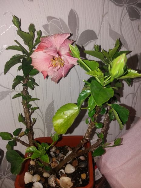  - Florile mele aprilie 2019