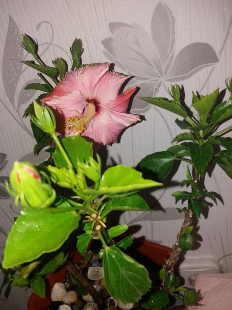  - Florile mele aprilie 2019