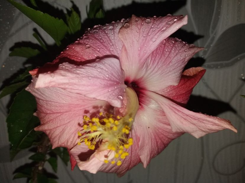  - Florile mele aprilie 2019