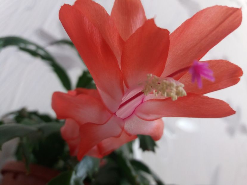  - Florile mele aprilie 2019