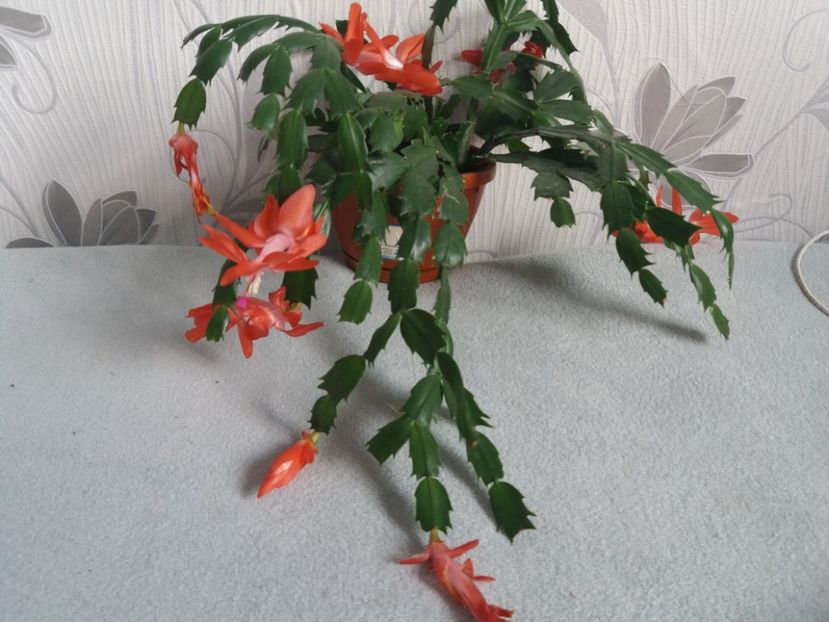  - Florile mele aprilie 2019