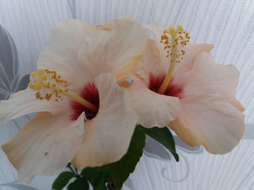  - Florile mele aprilie 2019