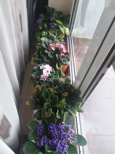  - Florile mele aprilie 2019