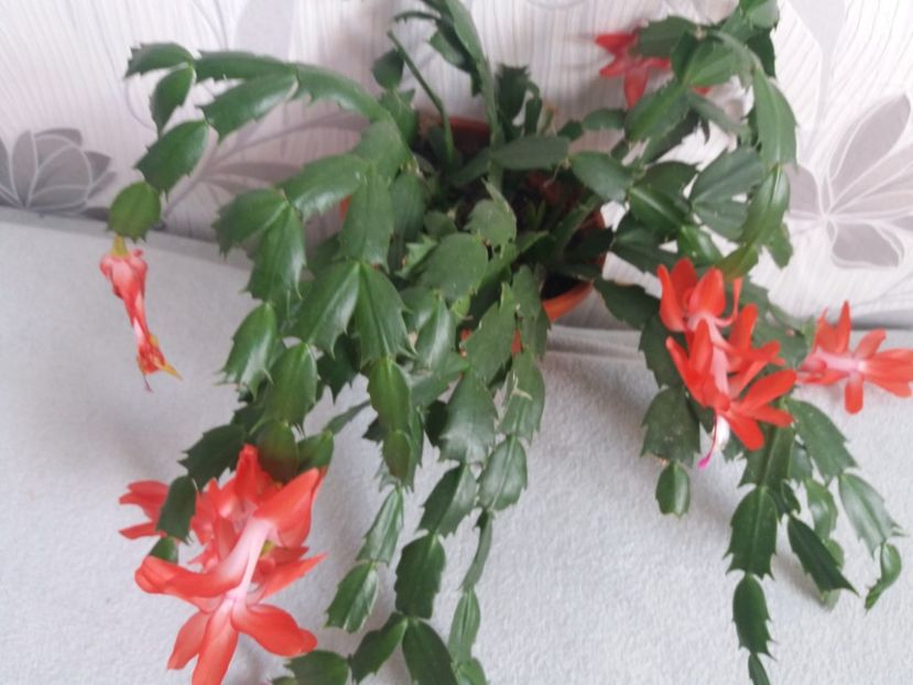  - Florile mele aprilie 2019