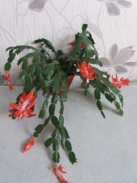  - Florile mele aprilie 2019