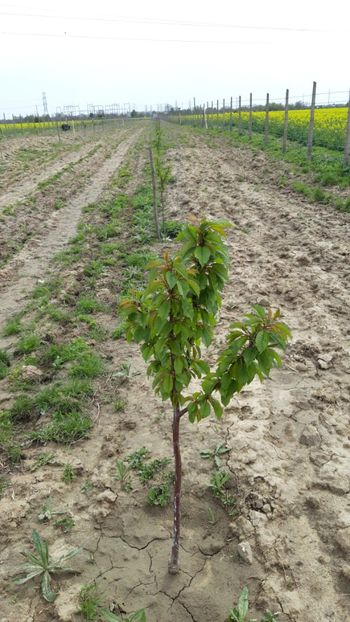  - Livada 1 anul ll 2019