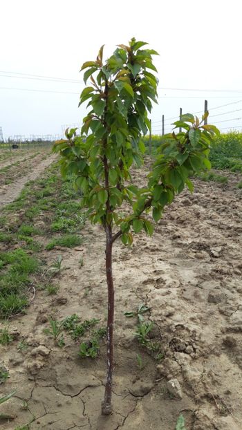  - Livada 1 anul ll 2019