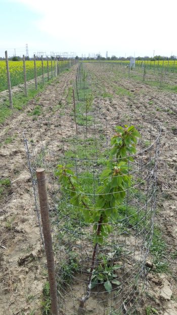  - Livada 1 anul ll 2019