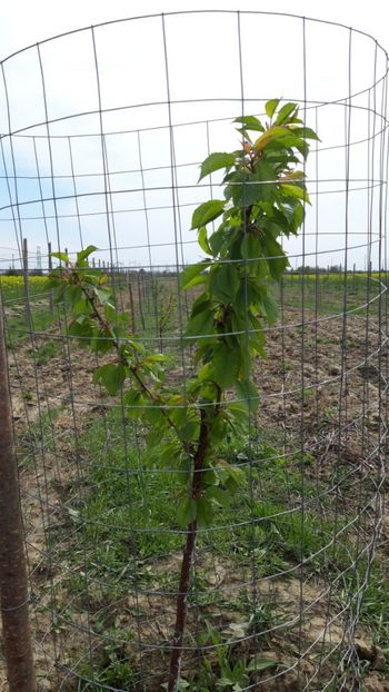  - Livada 1 anul ll 2019