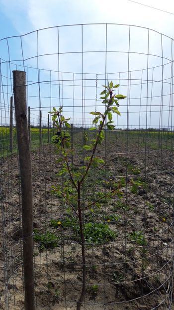  - Livada 1 anul ll 2019