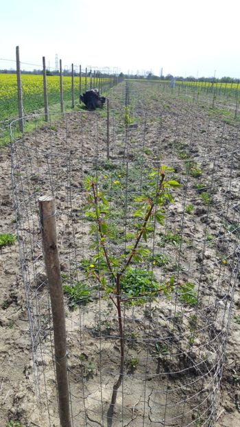  - Livada 1 anul ll 2019