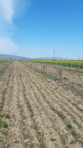  - Livada 1 anul ll 2019