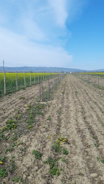  - Livada 1 anul ll 2019