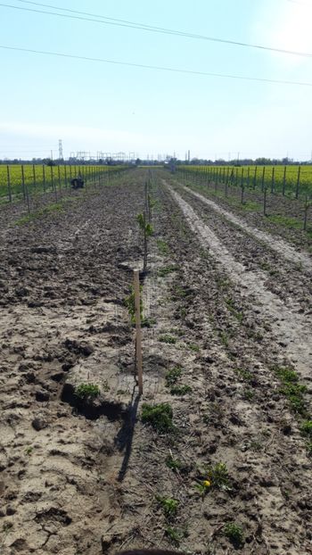  - Livada 1 anul ll 2019