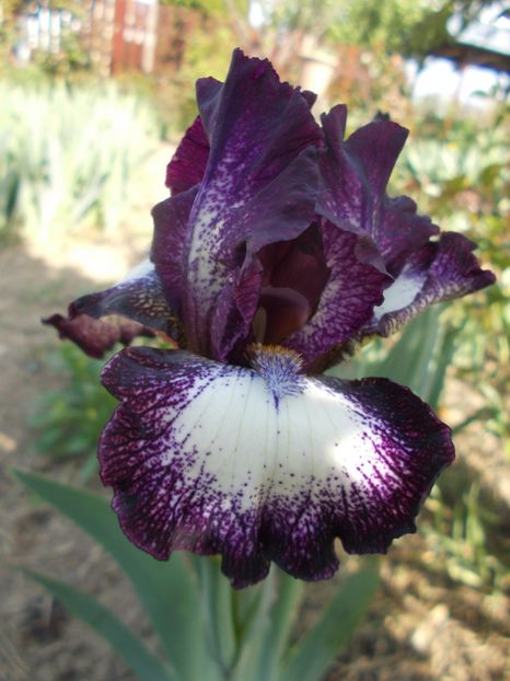  - Irisi -2019 Barbata Elatior si intermedia