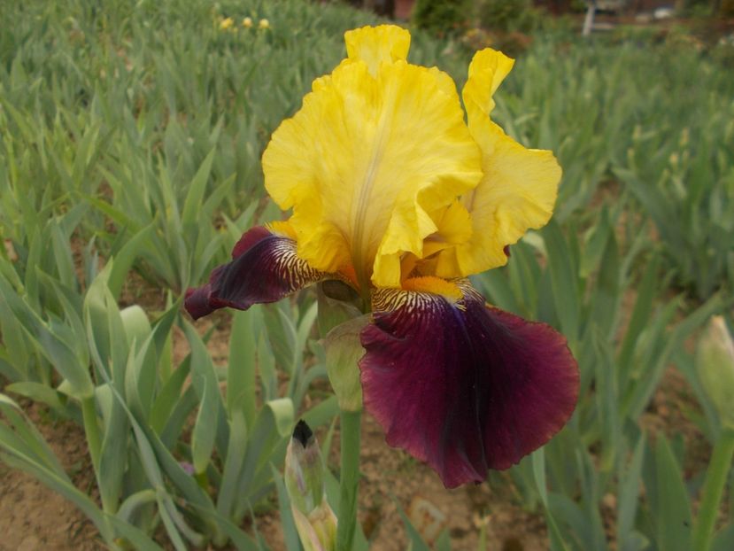 BLATANT - Irisi -2019 Barbata Elatior si intermedia